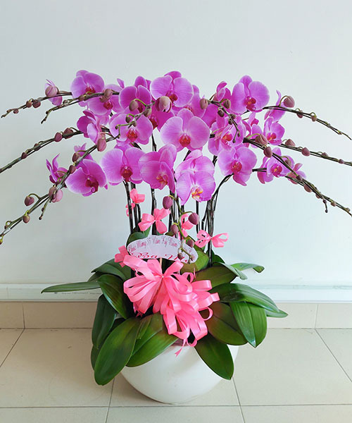 lan ho diep tim 12 canh