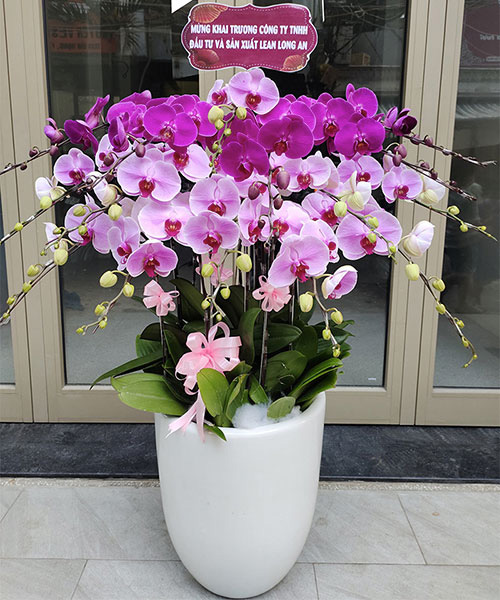 lan ho diep tim 15 canh