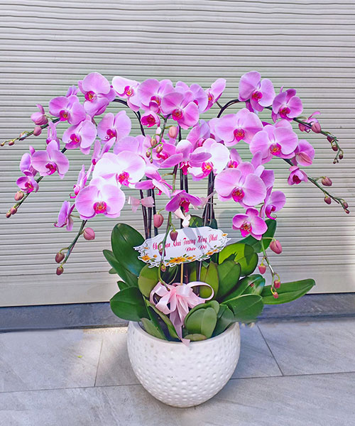 lan ho diep tim 8 canh
