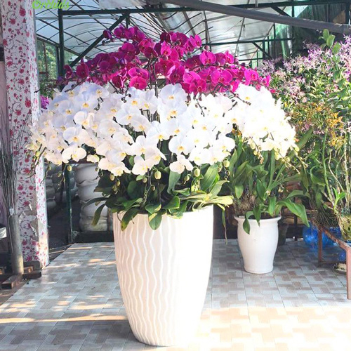 lan ho diep trang 25 canh