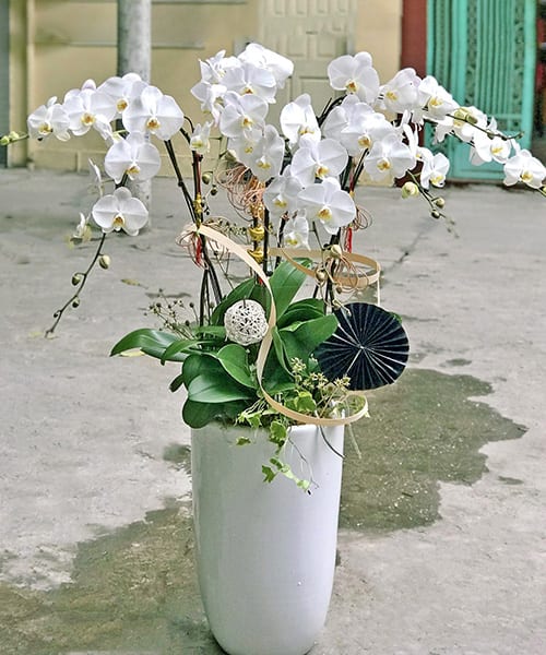 lan ho diep trang